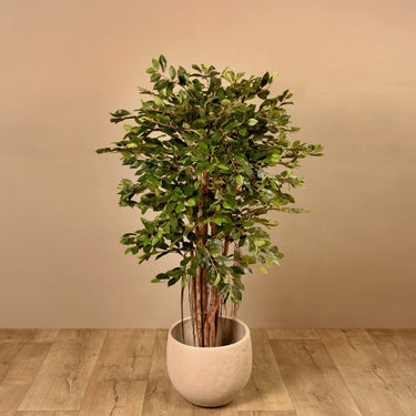 Trees-Artificial Ficus Retusa Tree 150cm-Bloomr