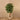 Trees-Artificial Ficus Benjamin Tree 210cm-Bloomr