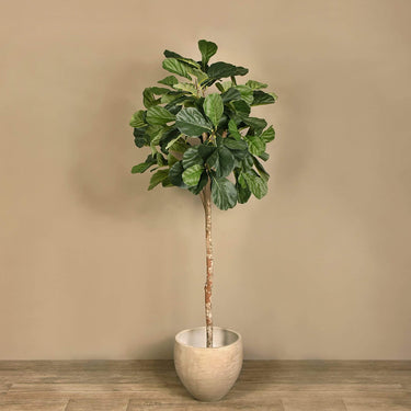 Trees-Artificial Fiddle Leaf Tree 180cm-Bloomr
