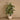 Trees-Artificial Fiddle Tree 150cm-Bloomr