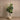 Trees-Artificial Fiddle Tree 180cm-Bloomr