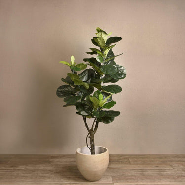 Trees-Artificial Fiddle Tree 180cm-Bloomr