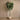 Trees-Artificial Fiddle Tree 210cm-Bloomr