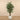Trees-Artificial Longifolia Tree <br> 180cm-Bloomr