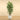 Trees-Artificial Longifolia Tree 210cm-Bloomr