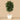 Trees-Artificial Longifolia Tree 300cm-Bloomr