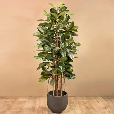 Trees-Artificial Rubber Tree 180cm-Bloomr