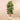 Trees-Artificial Rubber Tree 180cm-Bloomr