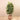 Trees-Artificial Rubber Tree <br> 150cm-Bloomr