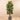 Trees-Artificial Rubber Tree 180cm-Bloomr