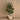 Trees-Artificial Rubber Plant 150cm-Bloomr