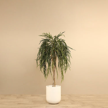 Trees-Artificial Willow Tree <br> 150cm-Bloomr