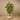 Trees-Draecena Reflexa <br> 180cm-Bloomr