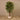 Trees-Ficus Retusa Tree 180cm-Bloomr