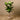 Trees-Fiddle Tree (Discontinued)-Bloomr