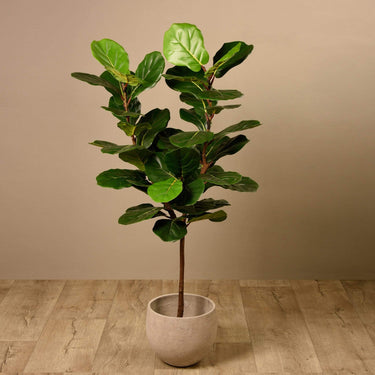 Trees-Fiddle Tree (Discontinued)-Bloomr