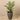 Trees-Kentia Palm <br> 120cm-Bloomr