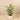 Trees-Kentia Palm <br> 120cm-Bloomr