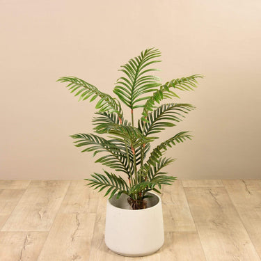 Trees-Kentia Palm <br> 120cm-Bloomr