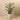 Trees-Kentia Palm <br> 120cm-Bloomr
