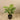 Trees-Artificial Monstera Tree <br> 100cm-Bloomr