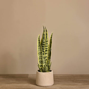 Trees-Artificial Sansevieria Plant 57cm|68cm|80cm-Bloomr
