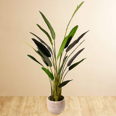 Trees-Strelitzia Palm <br> 240cm-Bloomr