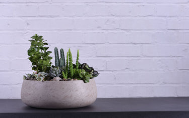On Trend: Succulents