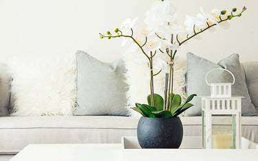 Orchid Care: How To Keep Orchids Alive | Bloomr