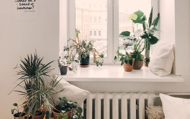 Tips & Tricks for Using Fake Plants in Your Home