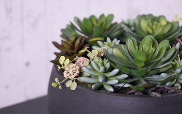 Succulents