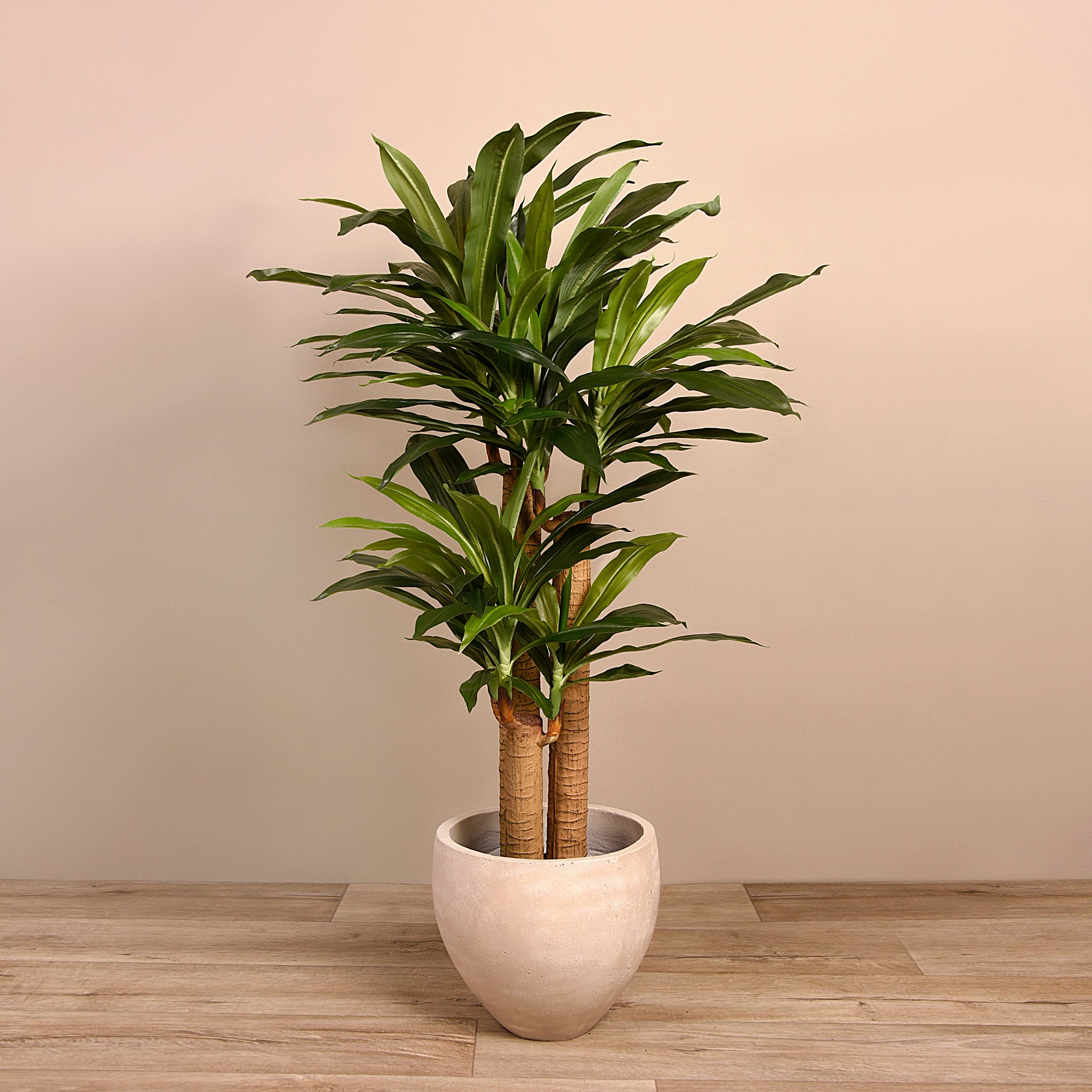 Draecena Trees – Bloomr