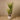 Aloe/Yucca/Agaves & Cactus