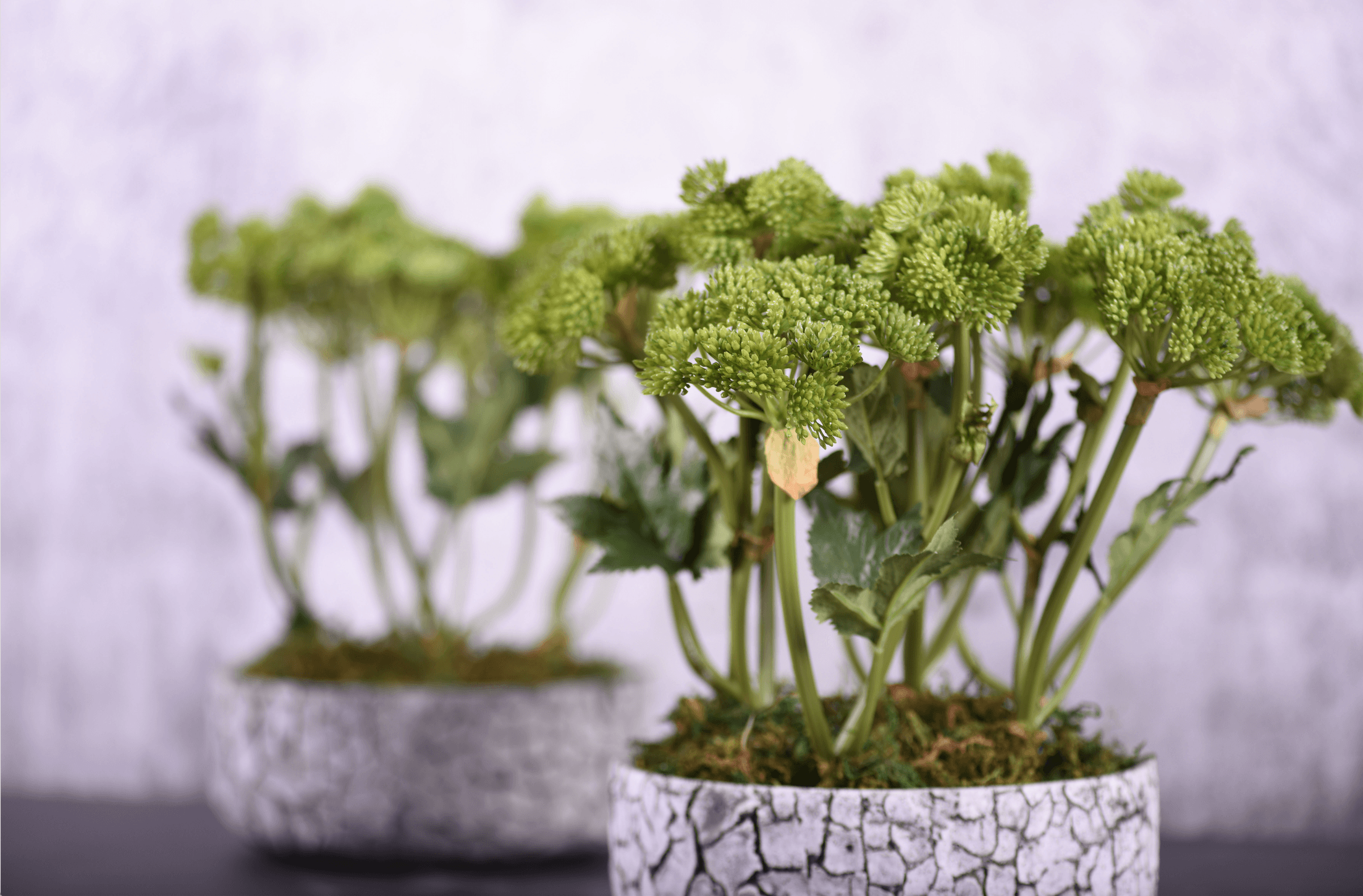 Luxury Artificial Plants Hand Crafted by Florists | Bloomr UAE