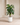 Monstera Trees