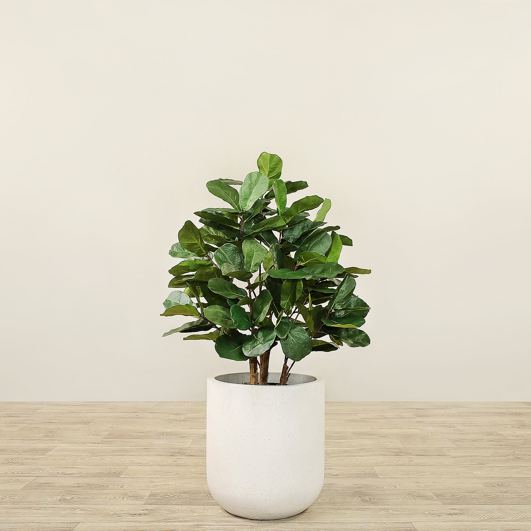 Fiddler Trees Artificial Fiddle Tree 90cm – Bloomr