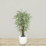 Artificial Mini Ficus Tree <br> 150cm