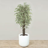 Artificial Mini Ficus Tree <br> 210cm