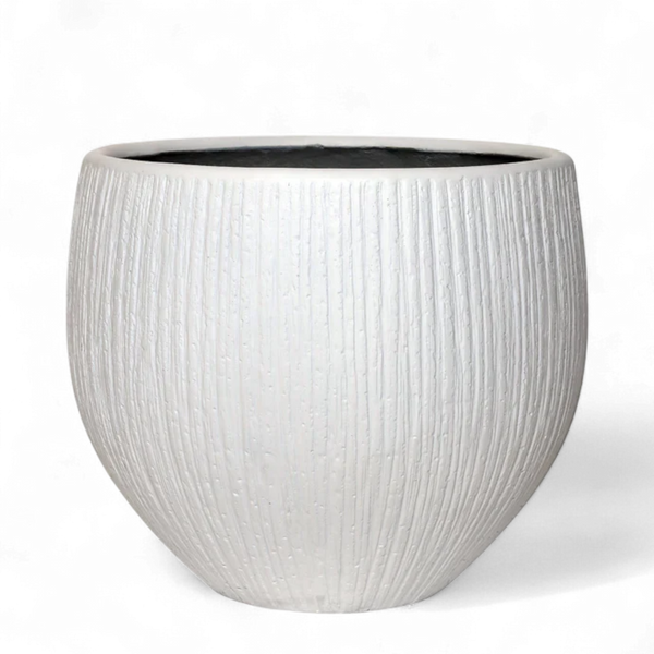 أصيص شجرة فياكونستون دائري - كبير