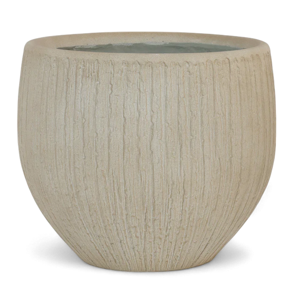 أصيص شجرة فياكونستون دائري - كبير