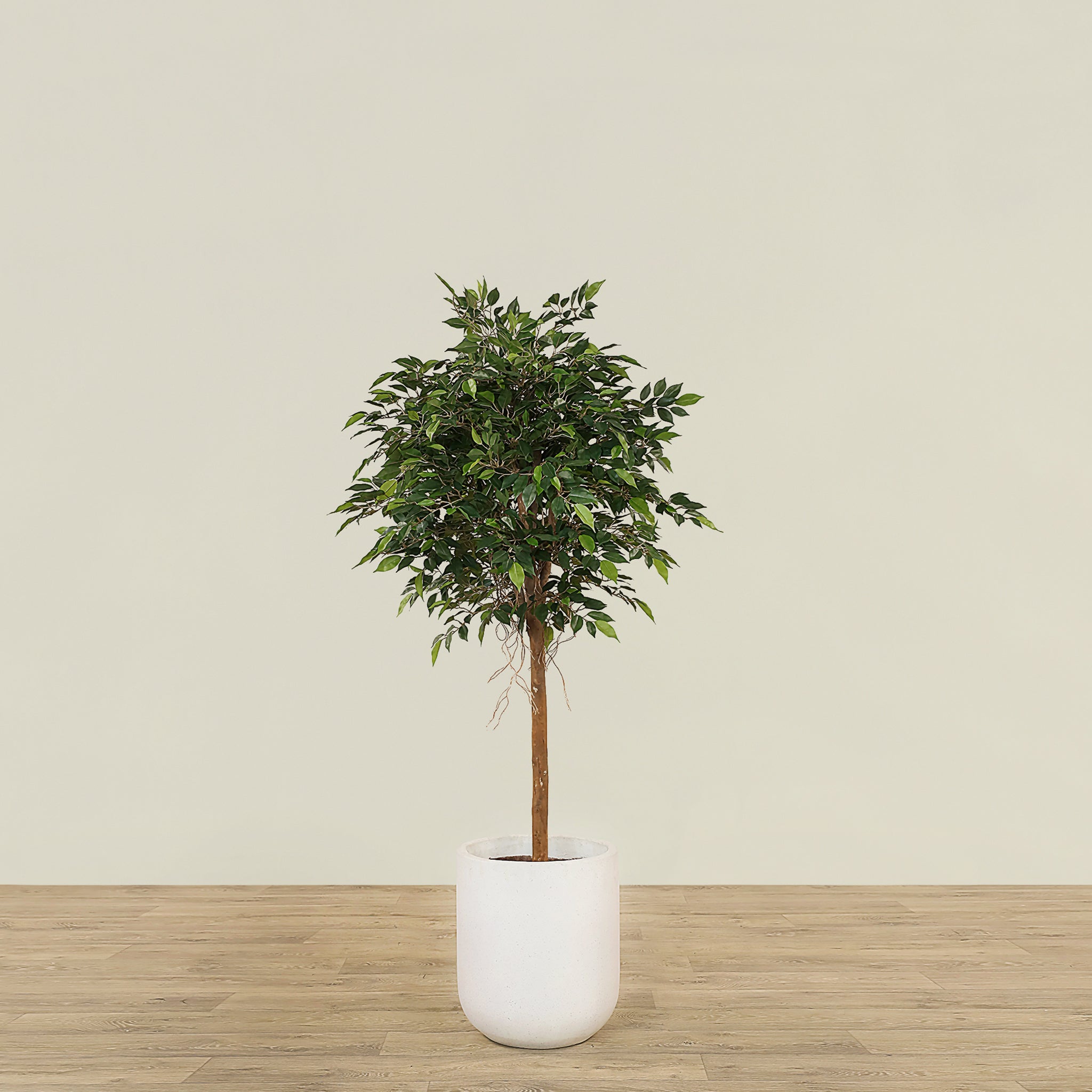 Mini Ficus Artificial Mini Ficus Tree 150cm – Bloomr