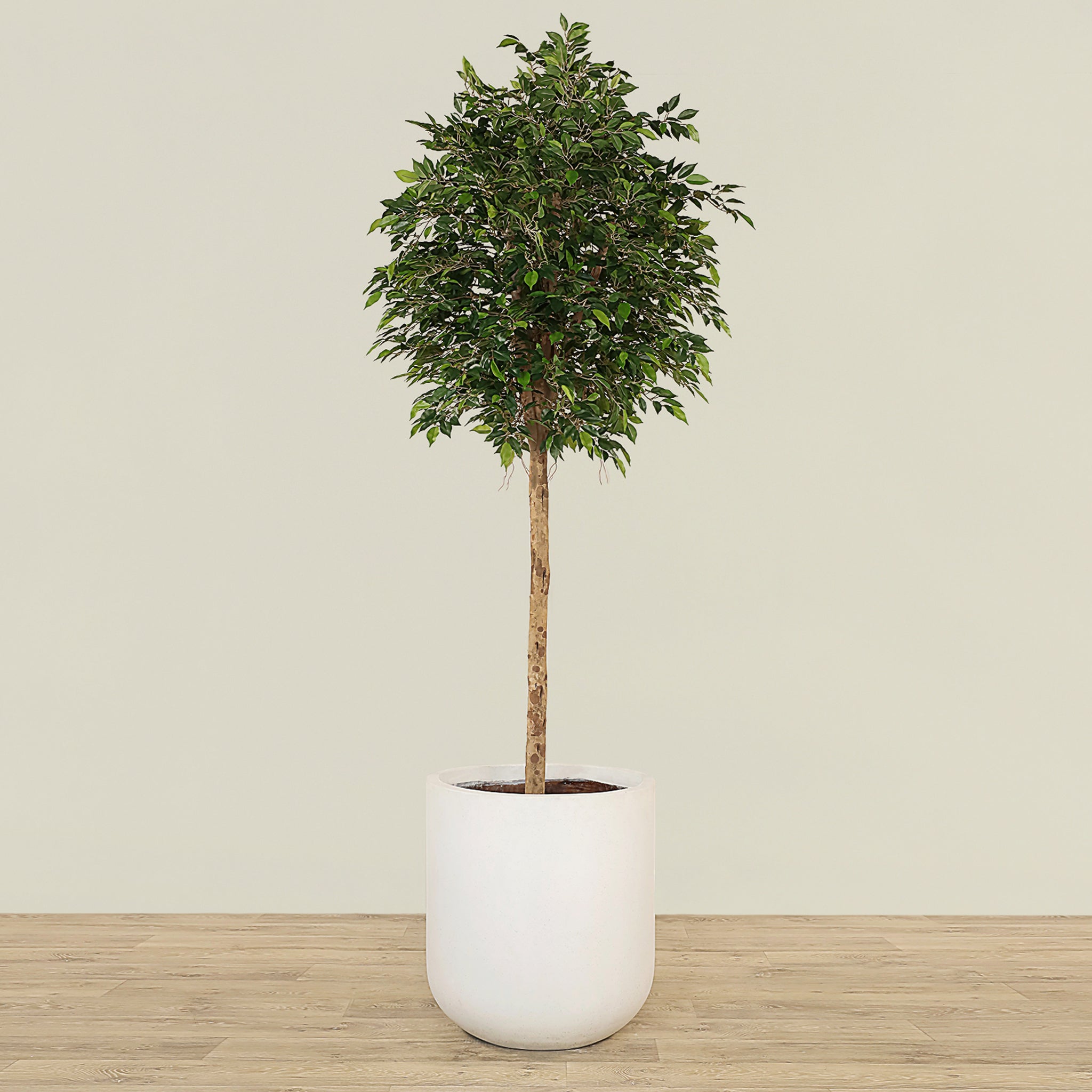 Mini Ficus Artificial Mini Ficus Tree 240cm – Bloomr