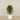 -Artificial Schefflera Tree 120cm-Bloomr