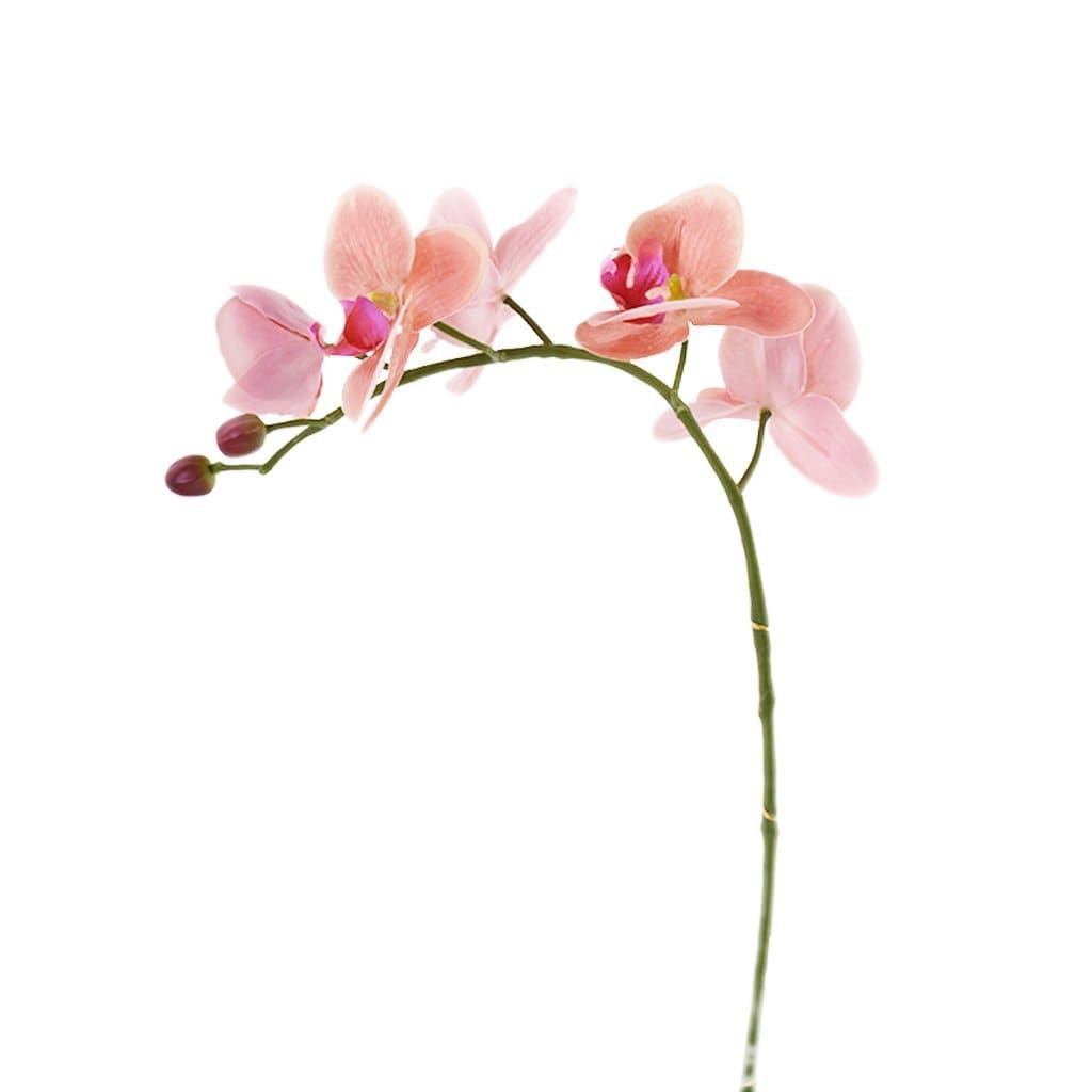 Orchid Stem – Bloomr