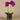 Flowers-Artificial Orchid Arrangement (Discontinued)-Bloomr