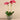 Flowers-Orchid Arrangement in Ceramic Vase (Discontinued)-Bloomr