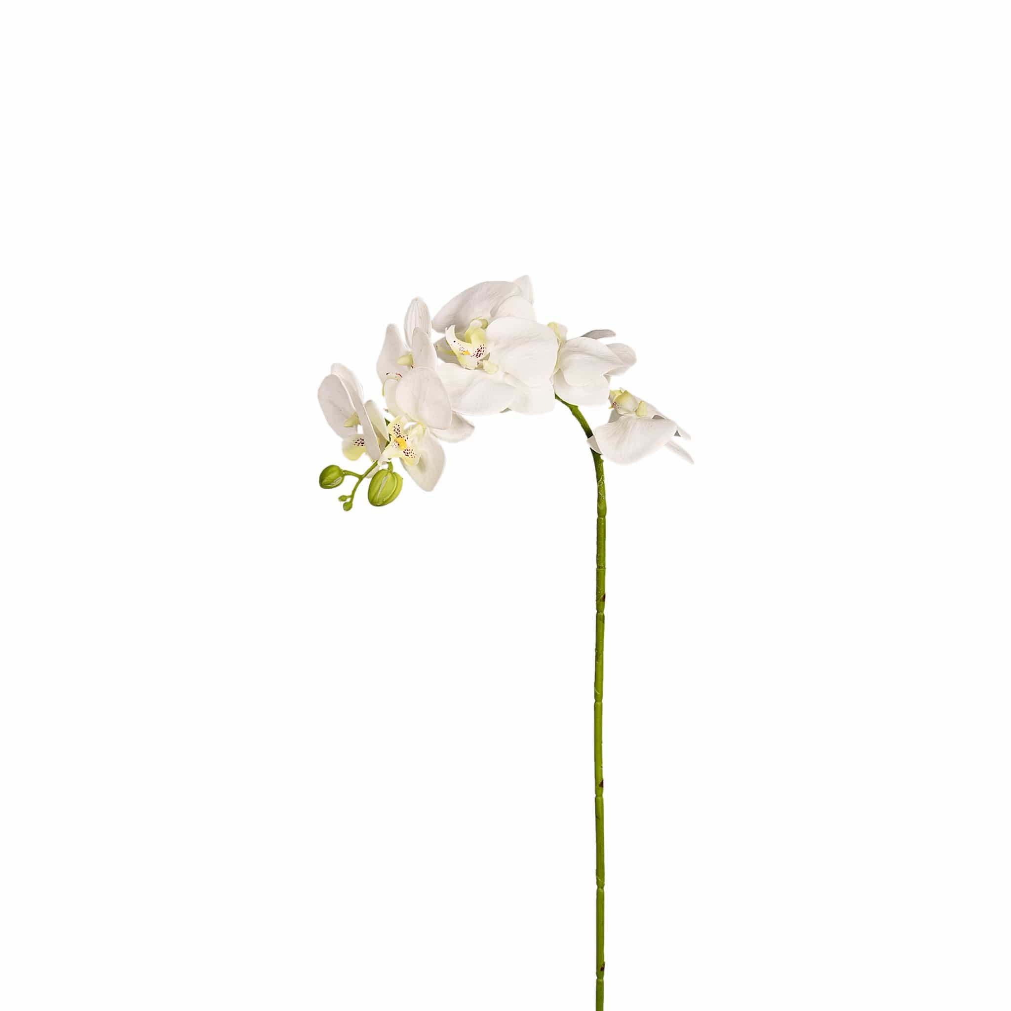 Orchid Stem – Bloomr