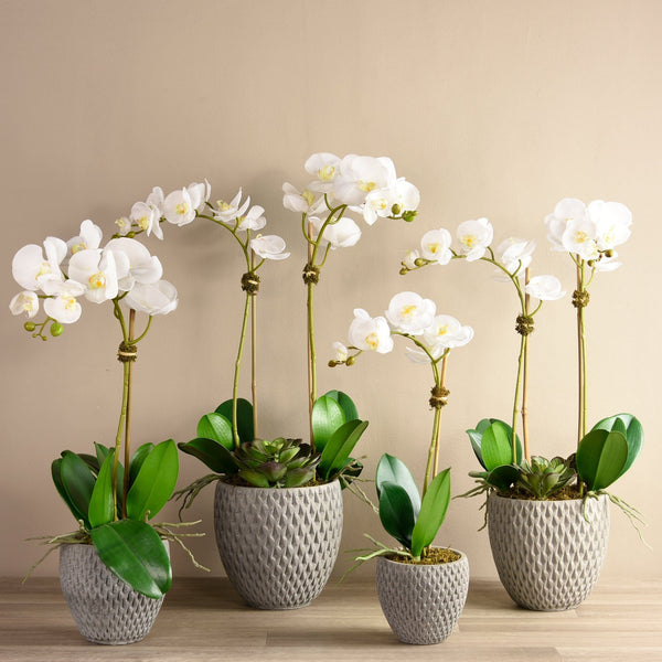 Urban Orchid & Succulent Arrangement