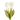 Flowers-Tulip Discontinued-Bloomr
