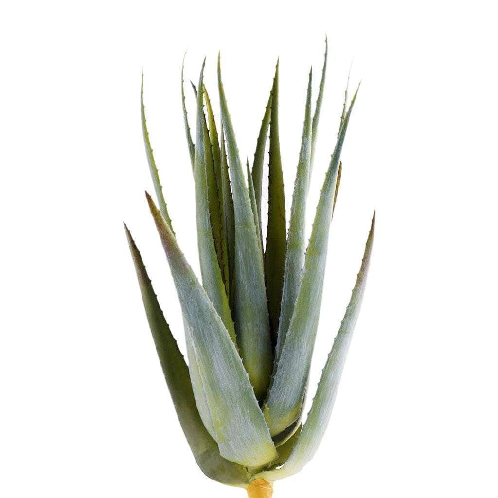 aloe vera plant dubai Premium Faux Aloe Leaves You'll Love